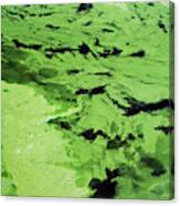 Toxic Cyanobacteria Canvas Print