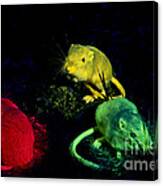 Tracking Kangaroo Rats With Fluorescence Canvas Print
