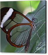 Transparent Butterfly Canvas Print