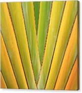 Travellers Palm Abstract Canvas Print
