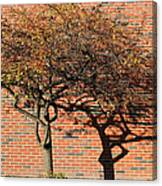 Tree And Shadow 1 Canvas Print