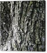 Tree Bark 2 Canvas Print