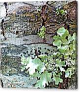 Tree Bark Abstract 2 Canvas Print
