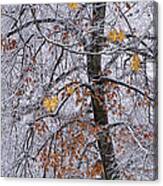 Tree Branches With Winter Snowfall In Garfield Park Canvas Print