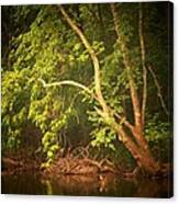 Tree By The Cacapon Canvas Print