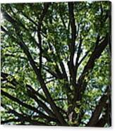 Tree Canopy Sunburst Canvas Print