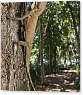 Tree Dragon Juvenile India Canvas Print