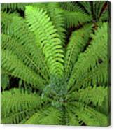 Tree Fern In Otway Natl Park Canvas Print