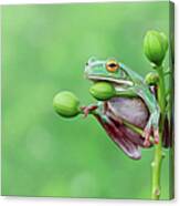 Tree Frog Sitting On A Plant, Indonesia Canvas Print