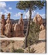 Tree In Bryce Canyon Canvas Print