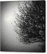 Tree In Fog Canvas Print