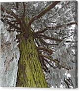 Tree In Winter Canvas Print