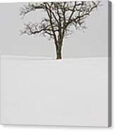 Tree In Winter Canvas Print