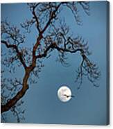 Tree Moon Gull Canvas Print