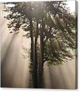Tree Of Light Canvas Print