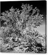 Tree Of The Desert Canvas Print