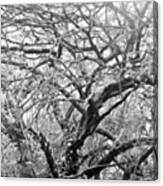 #tree Series, Part Of Panorama But Kind Canvas Print