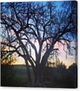#tree #sky #sunset #pink #orange #blue Canvas Print