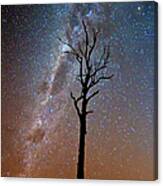 Tree Under Stars And The Milky Way Canvas Print