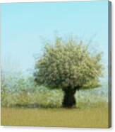 Tree With Flowers Canvas Print