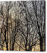 Trees And Late Afternoon Light Canvas Print