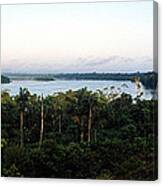 Trees In A Forest, Amazon Rainforest Canvas Print