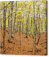 Trees In A Forest, Stephen A. Forbes Canvas Print