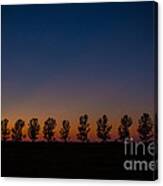 Trees In A Row Sunset Canvas Print