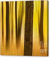 Trees In Autumn Forest Canvas Print