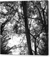 #trees In The #backyard #blackandwhite Canvas Print