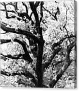 Treetop Canvas Print