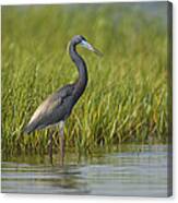 Tricolored Heron Wading Texas Canvas Print