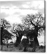 Trio Of Baobabs Kenya Canvas Print