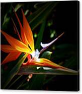 Tropical Bloom Canvas Print