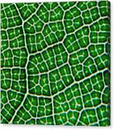 Tropical Fig Leaf Veins Canvas Print