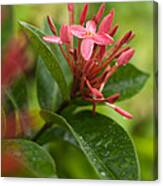 Tropical Flowers In Singapore Canvas Print