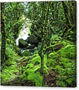 Tropical Rain Forest At Auyantepuy Canvas Print