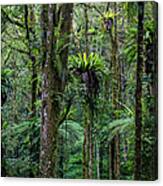 Tropical Rain Forest Canvas Print