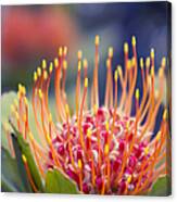 Tropical Sunburst - Leucospermum Pincushion Protea Flower Kula Maui Hawaii Canvas Print