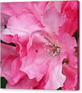 Truly Pink Canvas Print