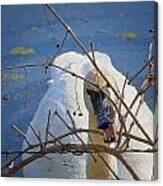 Trumpeter Swan Eating Canvas Print