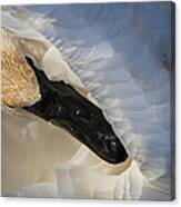 Trumpeter Swan - Safe Place Canvas Print