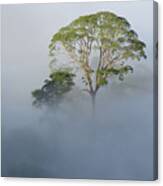 Tualang Tree Above Rainforest Mist Canvas Print