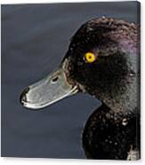Tufted Duck Canvas Print