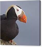 Tufted Puffin Perched On Rock Ledge Canvas Print