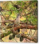 Tufted Titmouse Canvas Print