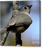 Tufted Titmouse Canvas Print