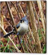 Tufted Titmouse On Branch Canvas Print