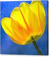 Tulip 2713 Canvas Print