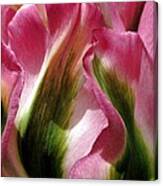 Tulip Canvas Print